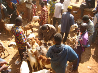 02 Acheteurs Et Vendeurs Autour Des Chevres Et Moutons